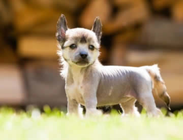 Chinese Crested
