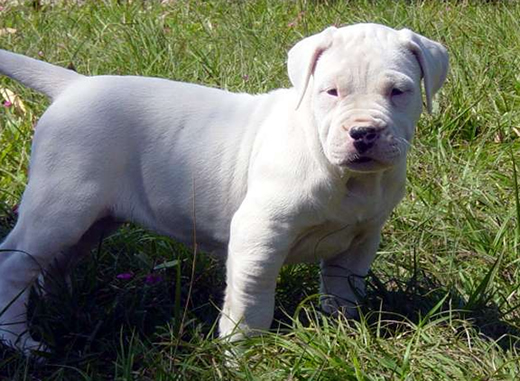 Argentine Dogo in Dubai