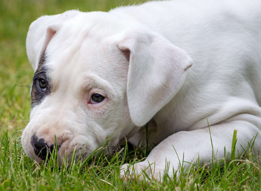 Argentine Dogo puppy in Dubai - Puppies Dubai