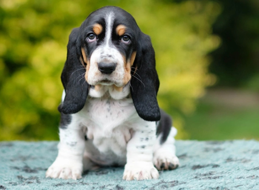 Basset Hound in Dubai