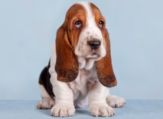 Basset Hound in Dubai
