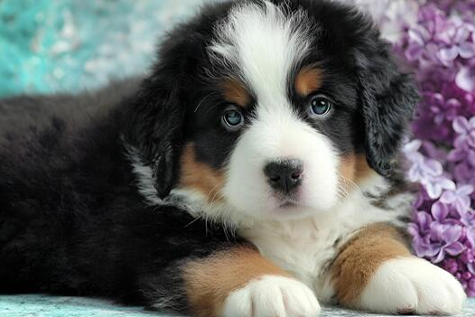 Bernese Mountain Dog in Dubai