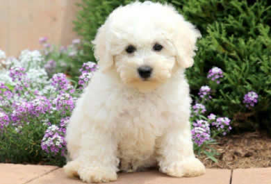 Bichon Frise in Dubai