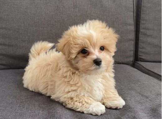 Maltipoo in Dubai