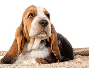 Basset Hound