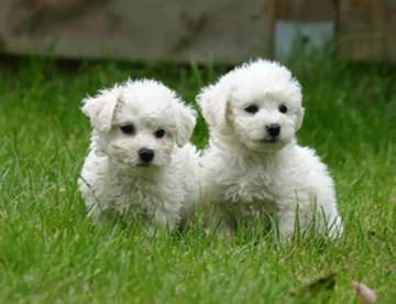 Bichon Frize