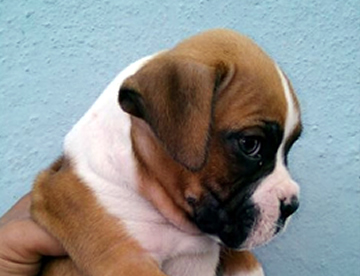 Boxer