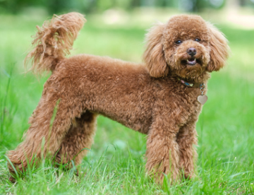 Caniche Toy