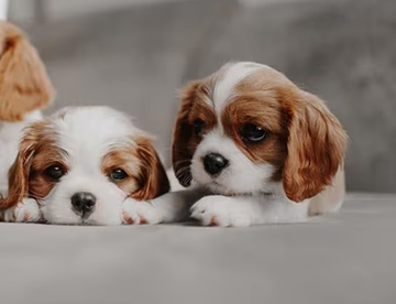 Cavalier King Charles in Dubai