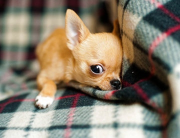 Chihuahua Toy in Dubai