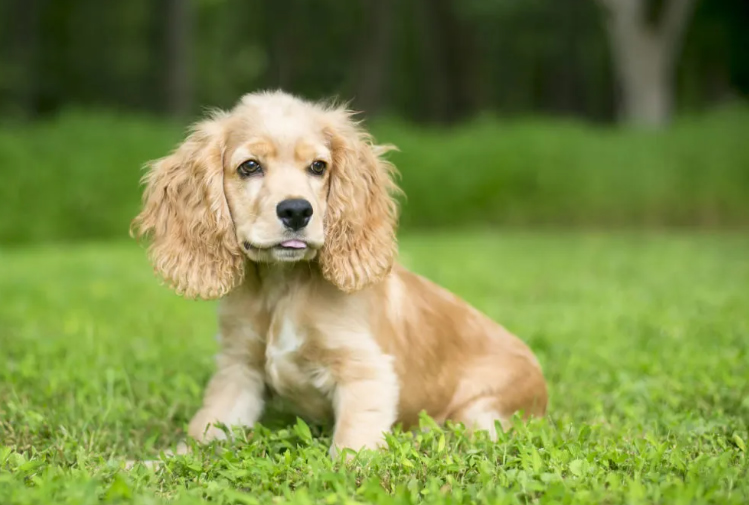 English Cocker