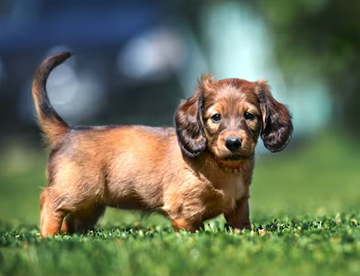 labrador