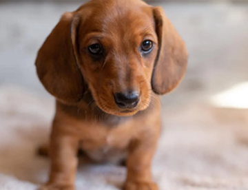 labrador