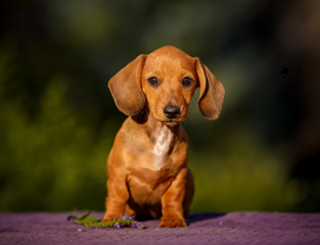 labrador