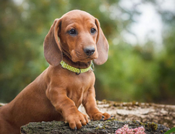 labrador