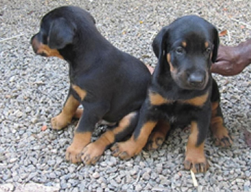 Doberman