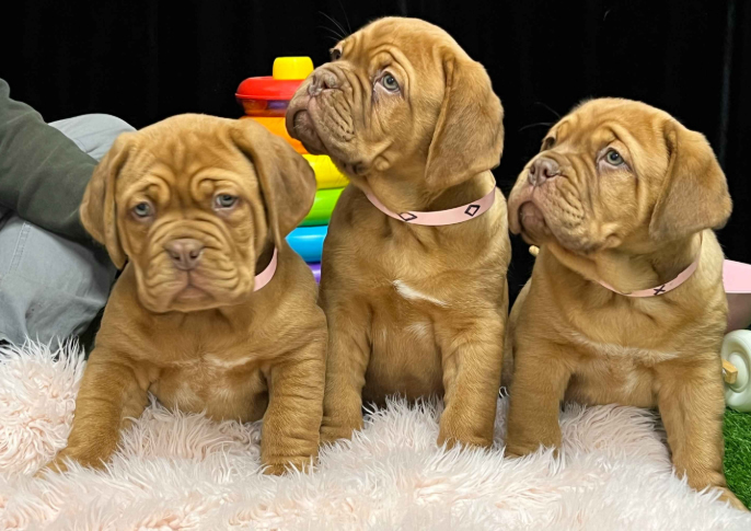 Dogue de Bordeaux