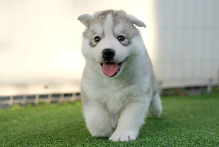 Siberian Husky in Dubai