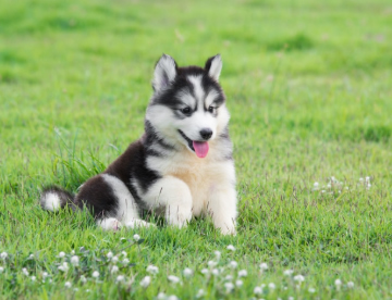 Husky