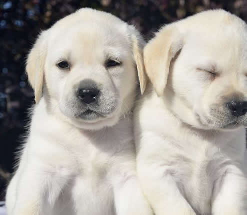 Labrador Retriever