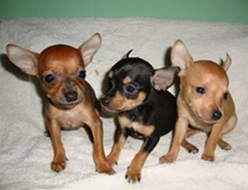 Mini Pinscher