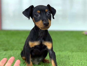Pinscher