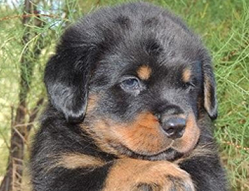 Rottweiler