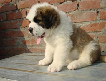 Saint Bernard