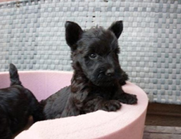 Scottish Terrier
