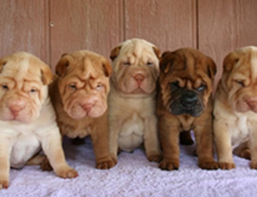 Shar Pei