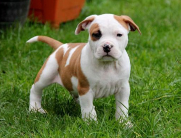 American Staffordshire Terrier in Dubai