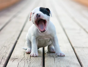 American Staffordshire Terrier in Dubai