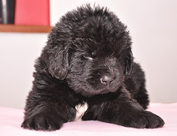 Newfoundland