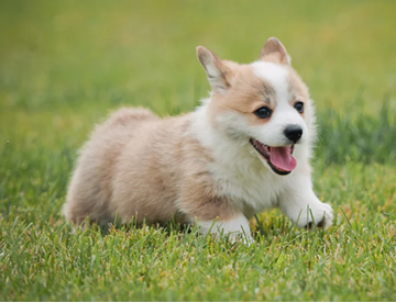 Welsh Corgi puppy in Dubai - Puppies Dubai