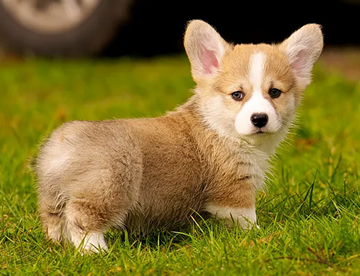 Welsh Corgi in Dubai