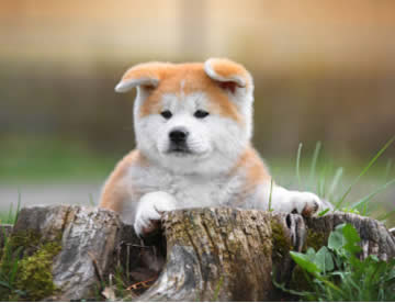 Akita Inu in Dubai
