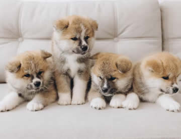 Akita Inu in Dubai