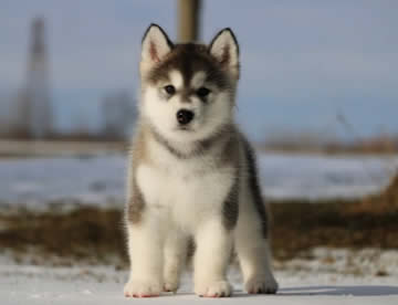 Alaskan Malamute in Dubai