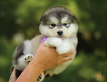 Alaskan Malamute in Dubai