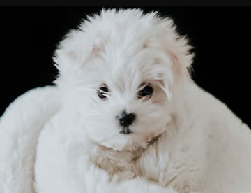 Maltese Bichon in Dubai