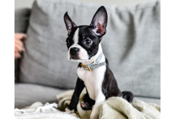 Boston Terrier in Dubai