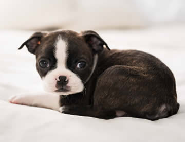 Boston Terrier