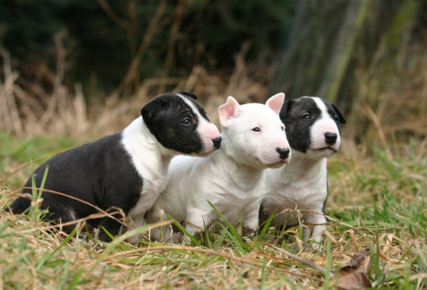 Bull Terrier in Dubai