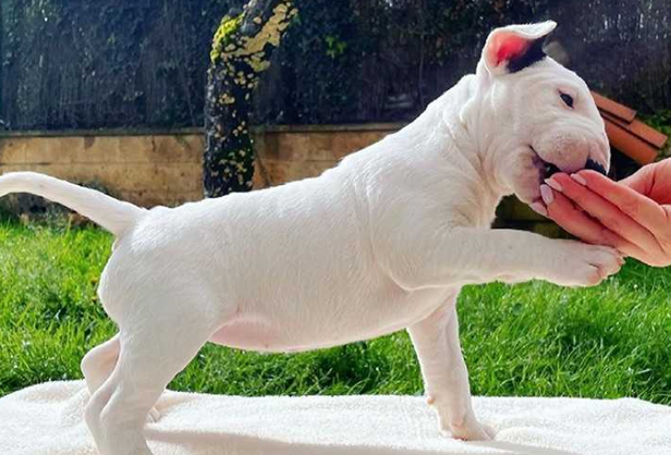Bull Terrier in Dubai