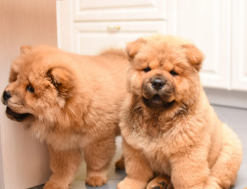 Chow Chow