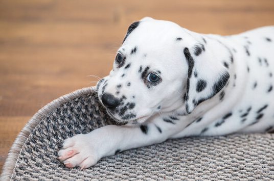 Dalmatian