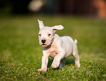 Argentine Dogo