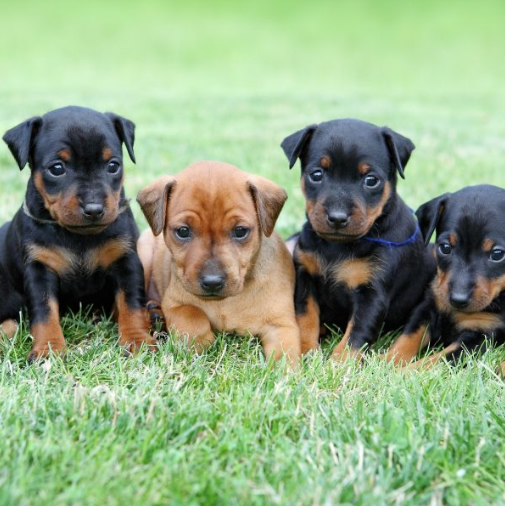 Miniature Pinscher puppy in Dubai - Puppies Dubai