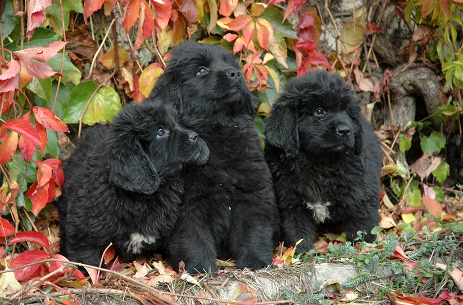 Newfoundland puppy in Dubai - Puppies Dubai