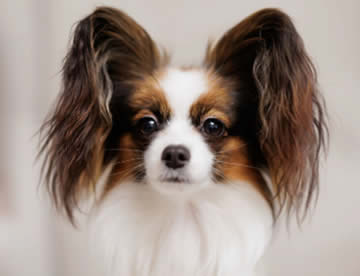 Papillon